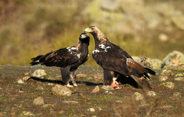 pareja de aguilas imperialesen la montaña con presa