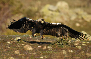 grandes reapaces, real, imperial y buitre negro