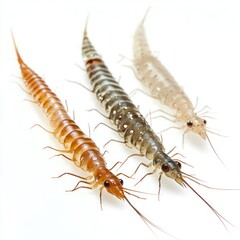 Caddisflies aquatic larvae Isolated on White Background Generative AI
