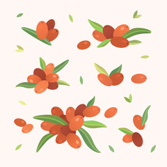 Groups of the sea ​​buckthorn