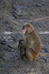 Naklejka premium 子供を抱いたニホンザルの母親