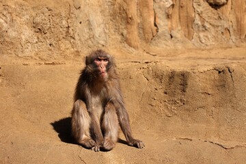 地面に座り見上げるニホンザル