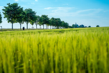 Obraz premium Allee, Kapelle, Bad Camberg, Untertaunus, Sommer, Deutschland