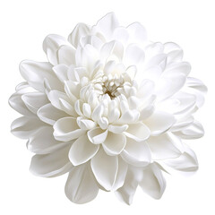 white dahlia flower