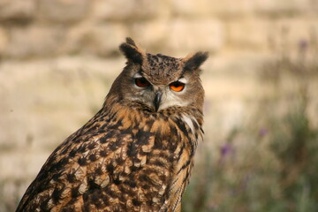 own stare