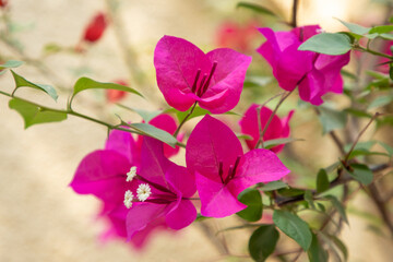 Bougainvillea, this photo captures in Hatta, United Arab Emirate.