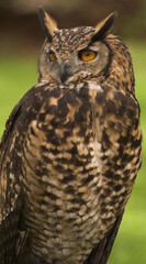 owl with green background