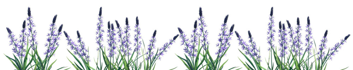 Set of Camassia leichtlinii Blue Danube (Camas) frontal isolated png on a transparent background perfectly cutout high resolution