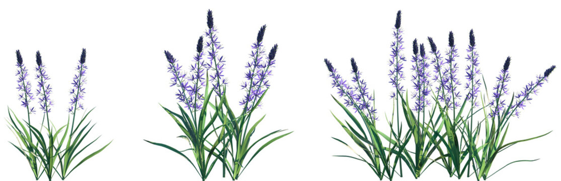 Set of Camassia leichtlinii Blue Danube (Camas) frontal isolated png on a transparent background perfectly cutout high resolution