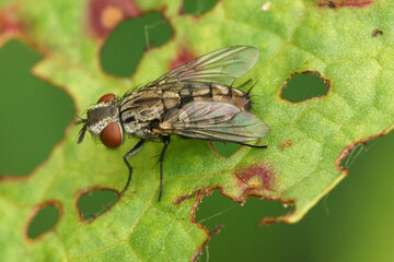 Closeup on a Metopia flesh fly species sitting on a green leaf in the garden