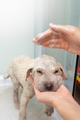 Woman hands washing a small puppy in the bathroom, soft focus close up
