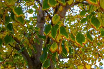 Gradient autumn drying leaves on a beautiful colored tree, on blue clear sky background