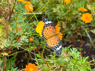 butterfly on flower
