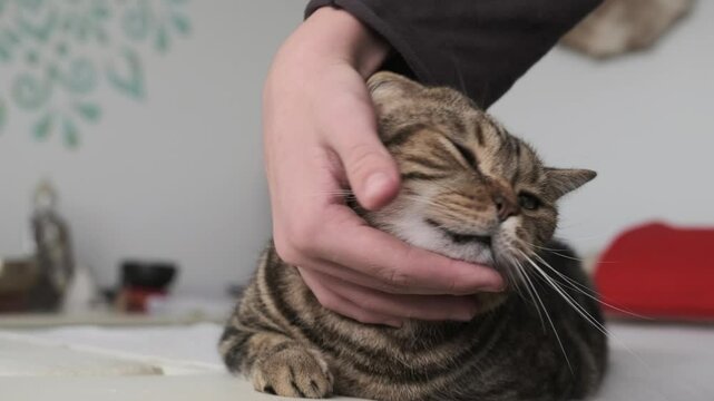 A hand strokes a tabby cat