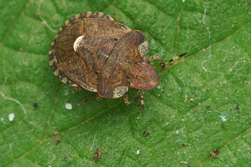 Closeup on a small brown shield bug , Dyroderes umbraculatus a plant parasite specialist on mainly...