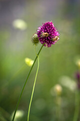 eine lila Blüte mit zwei Bienen
