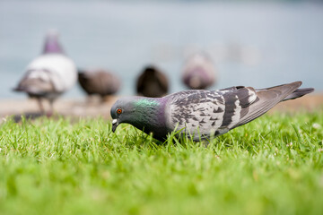 Obraz premium eine Taube auf einer grünen Wiese