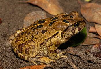 A beautiful eastern leopard toad (Sclerophrys pardalis), in the wild, in Western Cape, South Africa