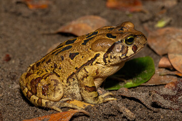 A beautiful eastern leopard toad (Sclerophrys pardalis), in the wild, in Western Cape, South Africa