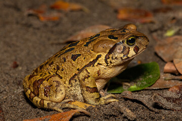 A beautiful eastern leopard toad (Sclerophrys pardalis), in the wild, in Western Cape, South Africa