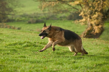 Berger allemand en course