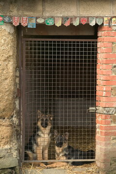 Chiots bergers allemands au chenil