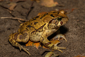 A beautiful eastern leopard toad (Sclerophrys pardalis), in the wild, in Western Cape, South Africa