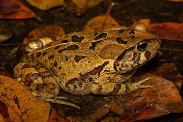 A beautiful eastern leopard toad (Sclerophrys pardalis), in a small pond, in Western Cape, South Africa