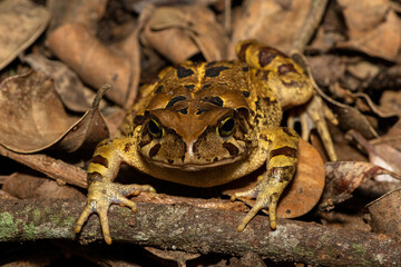 A beautiful eastern leopard toad (Sclerophrys pardalis), in the wild, in Western Cape, South Africa