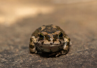 Karoo toad (Vandijkophrynus gariepensis), also known as a gariep toad, or mountain toad, on a rock in the wild