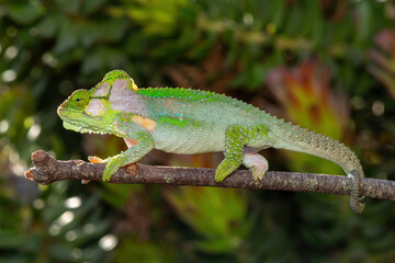 A stunningly beautiful Knysna dwarf chameleon (Bradypodion damaranum), in the wild, in the Western...