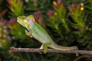 A stunningly beautiful Knysna dwarf chameleon (Bradypodion damaranum), in the wild, in the Western Cape, South Africa