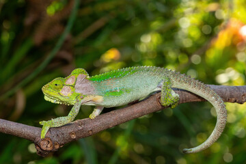 A stunningly beautiful Knysna dwarf chameleon (Bradypodion damaranum), in the wild, in the Western...