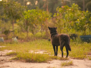 Pets, black dogs, sleeping, playing, sitting in the grass area in the evening. Pets, guard dogs. Dog in the green backyard