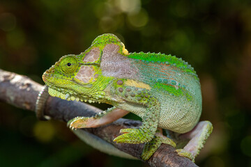 A stunningly beautiful Knysna dwarf chameleon (Bradypodion damaranum), in the wild, in the Western Cape, South Africa