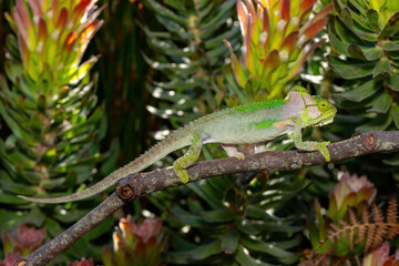 A stunningly beautiful Knysna dwarf chameleon (Bradypodion damaranum), in the wild, in the Western Cape, South Africa