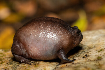 Obraz premium Close-up of a cute plain rain frog (Breviceps fuscus), also known as a black rain frog or Tsitsikamma rain frog