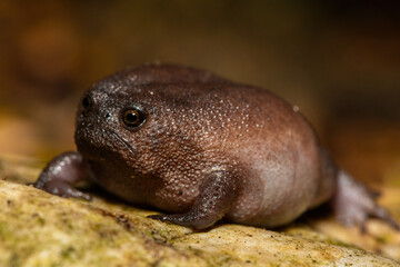 Close-up of a cute plain rain frog (Breviceps fuscus), also known as a black rain frog or Tsitsikamma rain frog