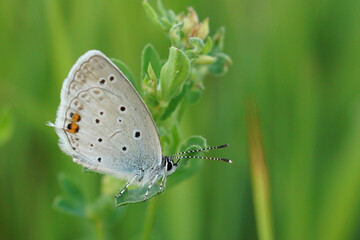 Closeup on a Short tailed blue butterfly, Everes argiades against a green blurred background , Sofia Bulgaria
