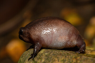 Close-up of a cute plain rain frog (Breviceps fuscus), also known as a black rain frog or Tsitsikamma rain frog