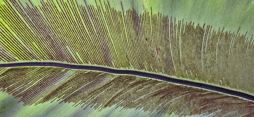 Bird's nest fern spores are found on the underside of the leaves in long, brown lines. Bird's nest fern has long, Bird's nest fern spores develop in neat, parallel lines on the underside of the leaves