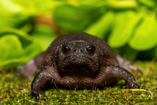 A cute plain rain frog (Breviceps fuscus), also known as a black rain frog or Tsitsikamma rain frog, in the wild
