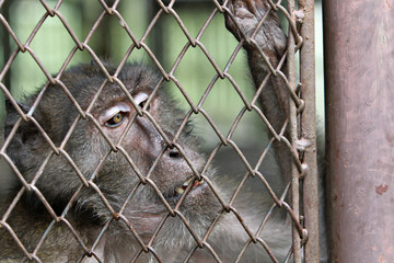 Macaques are kept in cages at the zoo. His eyes were sad and malnourished until he was thin 