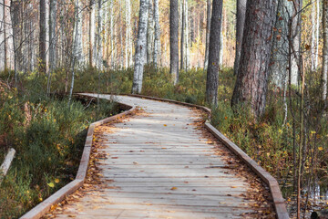 Obraz premium The wooden boardwalk that winds through the forest is elevated above wet ground with trees visible on either side. The forest is bright and sunny, and the leaves on the trees are turning yellow.