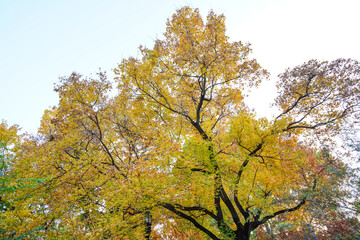 Trees in the Temple of Heaven Park in Beijing