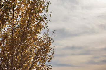 
Tree branches with yellow autumn leaves. The leaves are of different sizes and placed at different angles, creating an interesting texture. A bright fragment of the sky is visible in the background.