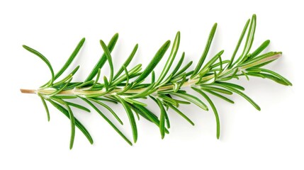 Fototapeta premium Fresh rosemary sprig on white background. (1)