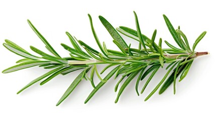 Fototapeta premium Fresh rosemary sprig, isolated on white background.
