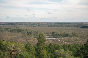 Naklejka premium A vast swamp surrounded by a pine forest. The bog is covered with moss and various bog plants and also features small water bodies. In the distance, the marsh stretches to the horizon.
