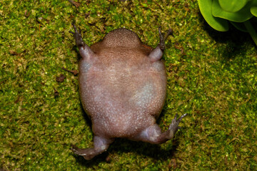 Ventral underside of a plain rain frog (Breviceps fuscus), also known as a black rain frog or Tsitsikamma rain frog